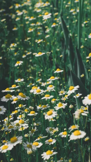 Field Of Daisies