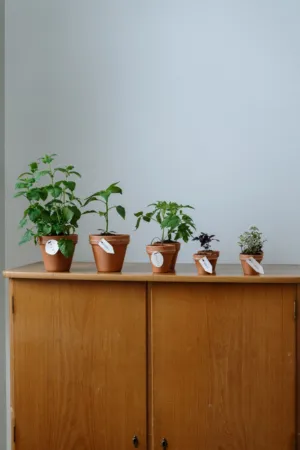 Indoor Herb Garden