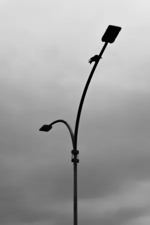 Street Light Silhouette