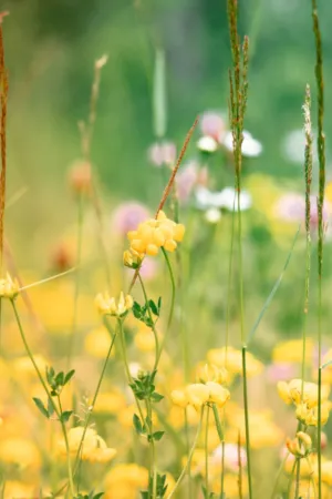 Yellow Wildflowers