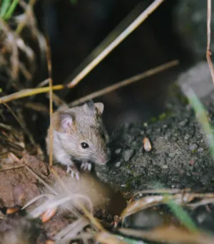 Meadow Vole
