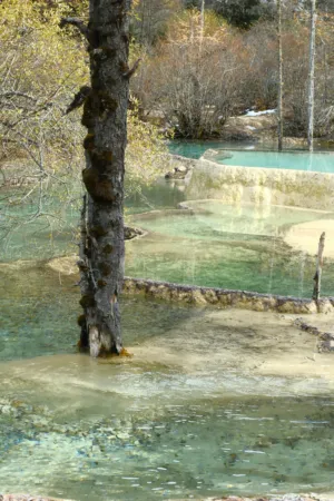Forest Pool