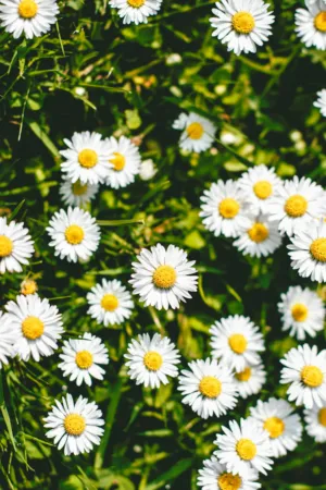 Daisy Field