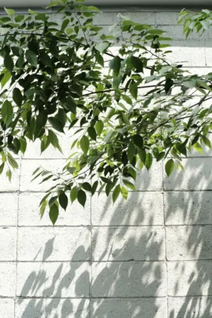 Leaf Shadows On A Wall