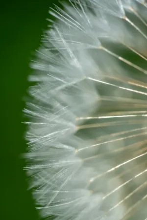 Dandelion Seeds