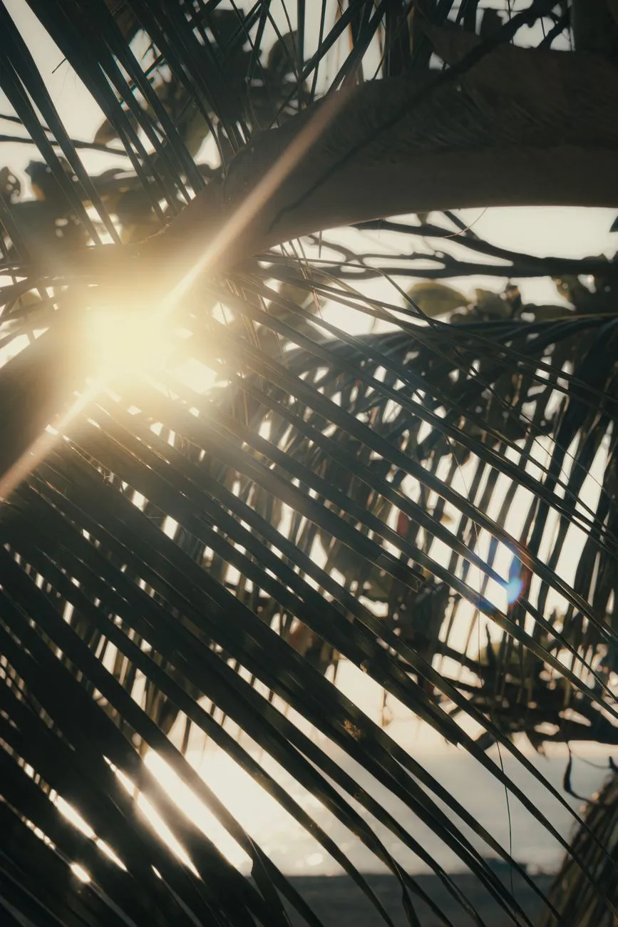 Sunlight Through Palm Leaves
