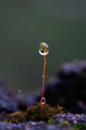 Dew Drop On A Moss Stem