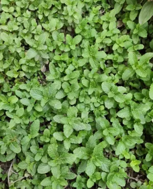 Mint Plants