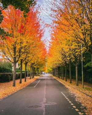 Autumn Avenue