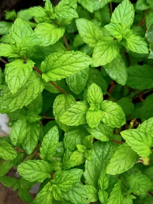 Fresh Mint Leaves