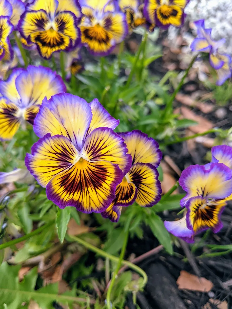 Purple And Yellow Flowers
