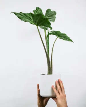 Green Plant In White Pot