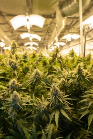 Indoor Cannabis Farm