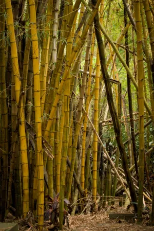 Bamboo Forest