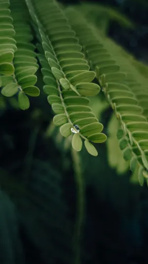 Green Leaves With Dew Drop