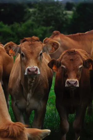 Cows In A Field