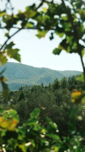 Green Landscape