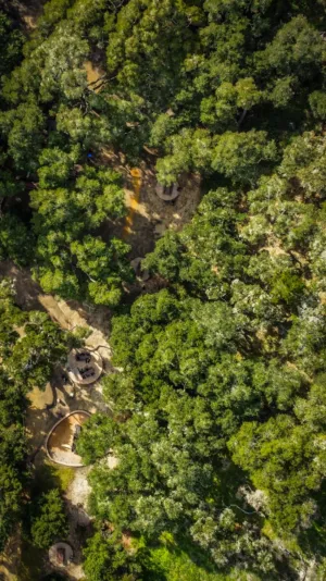 Forest Aerial View