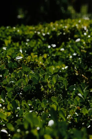 Greenery