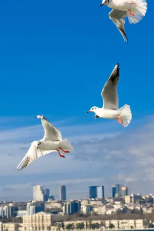 Seagulls In Flight