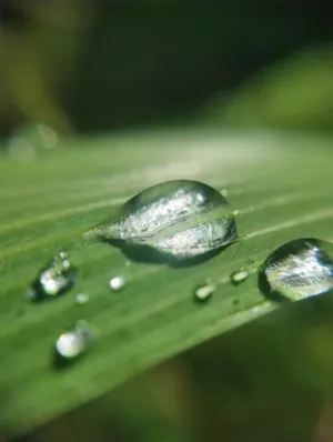 Dew On Green Leaf
