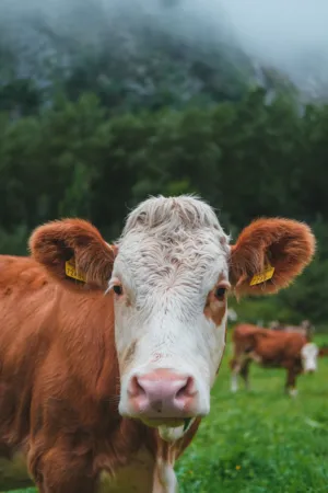 Cows In A Field