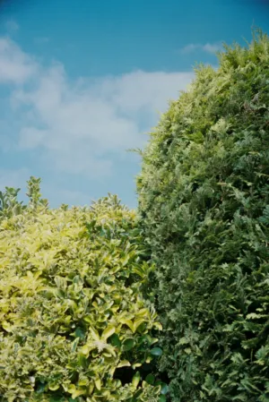 Greenery Against The Sky