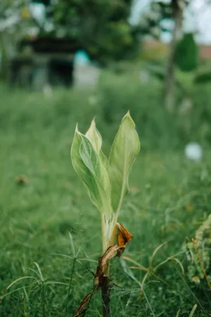 Green Plant In Field