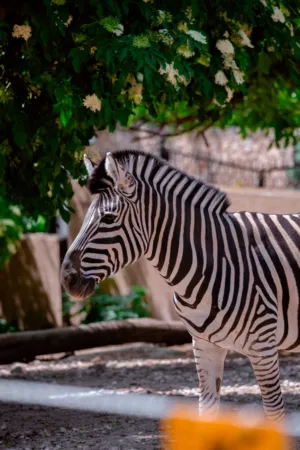 Zebra In The Wild