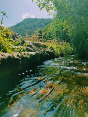 Forest Stream