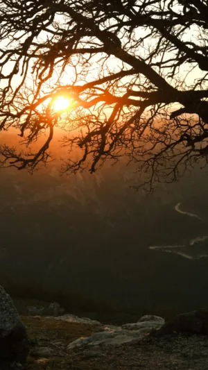 Sunset Through Tree Branches