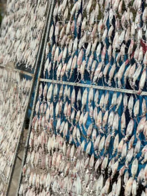 Drying Squid