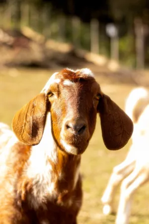 Bos Taurus