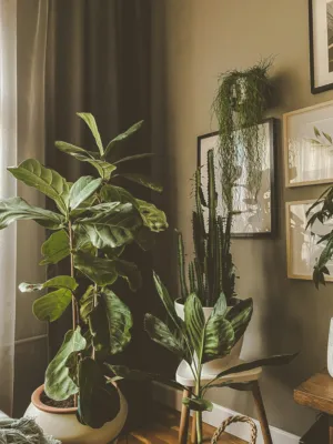 Indoor Plant Collection