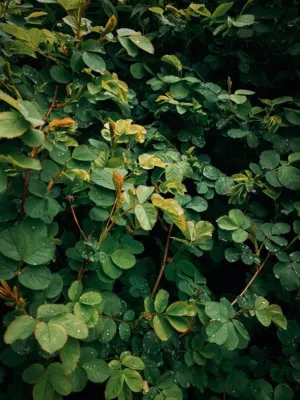 Green Leaves With Raindrops