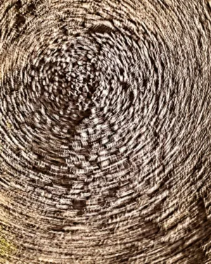 Wooden Spiral Texture