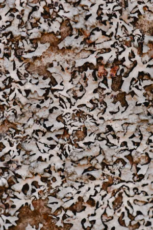 Rust Texture