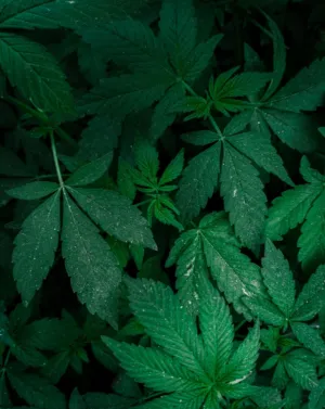 Green Leaves