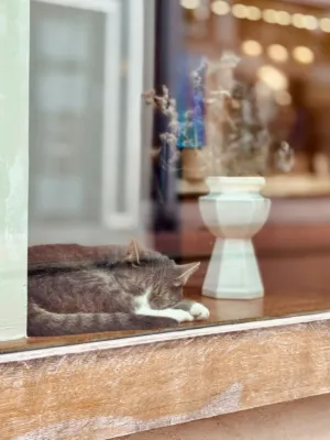 Sleeping Cat In A Window