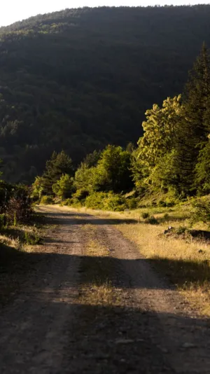 Sunlit Forest Path