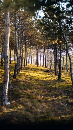 Forest Path