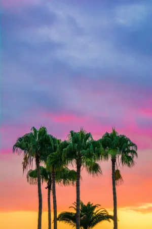 Palm Trees At Sunset