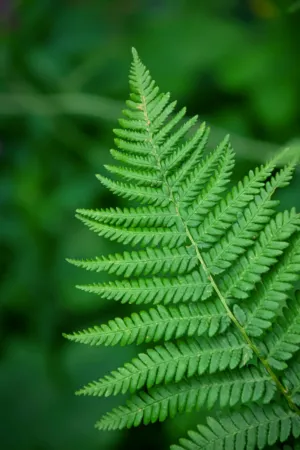 Green Fern Leaf