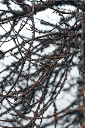 Winter Branches