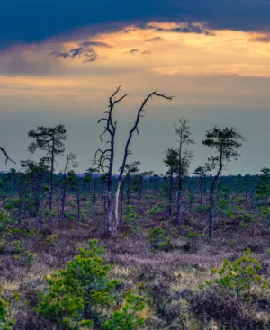 Sunset In A Wetland