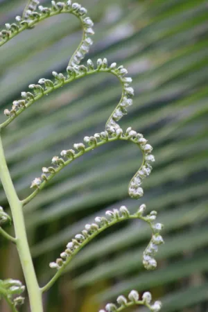 Fern Frond Close-Up