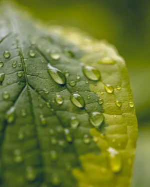 Raindrops On A Leaf