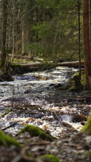 Forest Stream