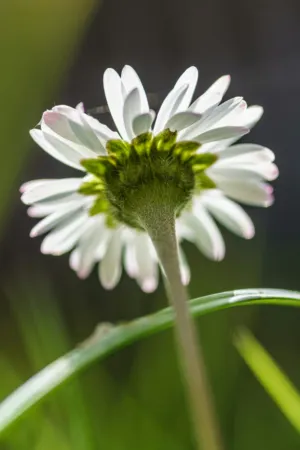 White Daisy