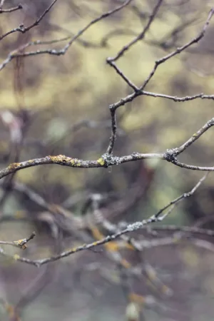 Twigs In The Forest